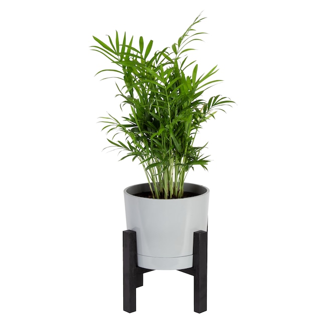 Lowe’s Costa Farms Plant Sale: Refresh Your Home with Lush Greenery Lowe’s Costa Farms Plant Sale: Refresh Your Home with Lush Greenery