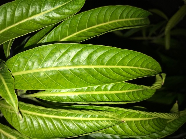 mango leaf close up