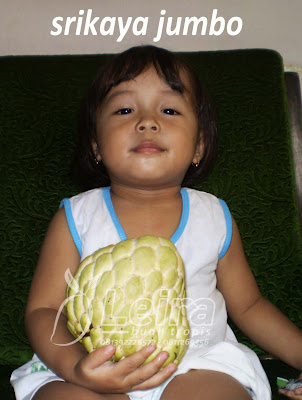 Srikaya Jumbo 1 adek