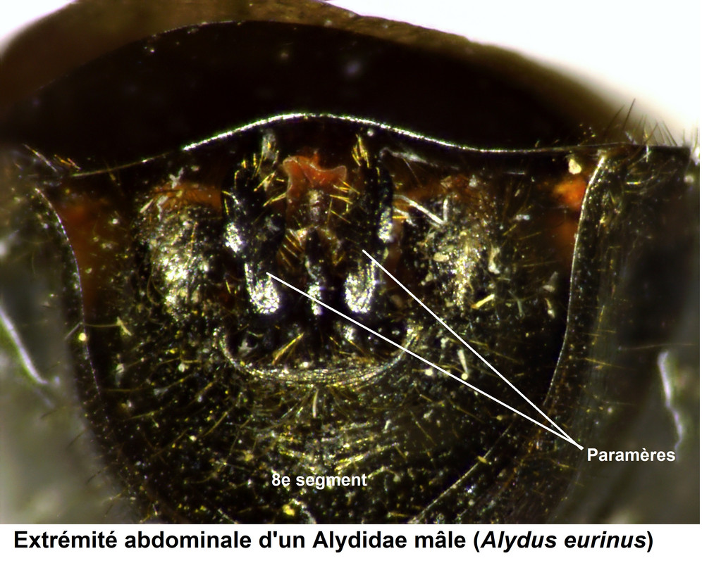 Abdomen mâle-Alydus eurinis
