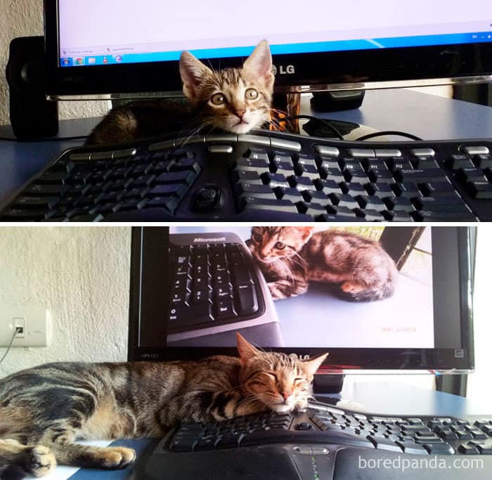 25 фотографий очень милых котиков До и После того, как они повзрослели