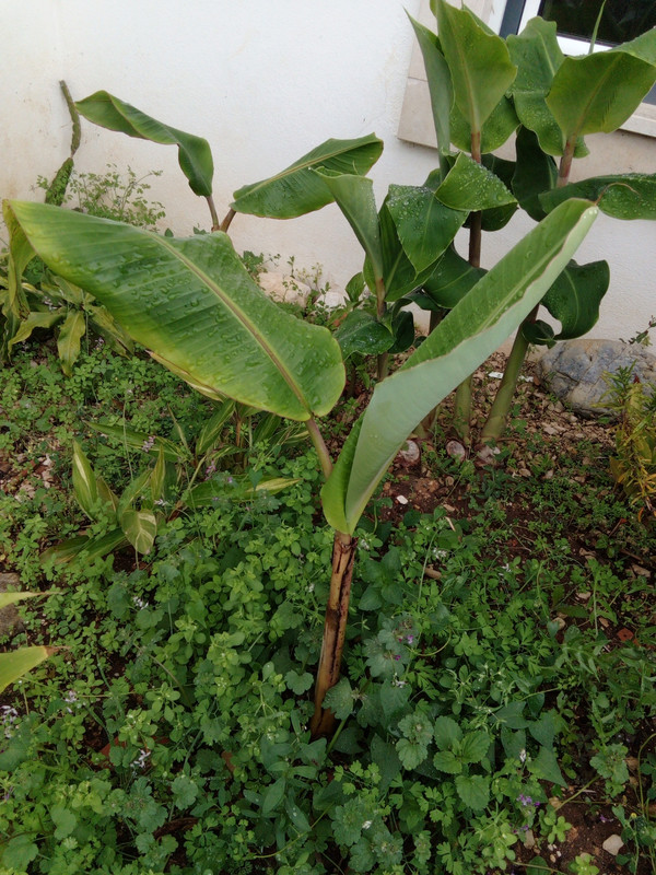 DSC_0333_resized_20190623_072308567