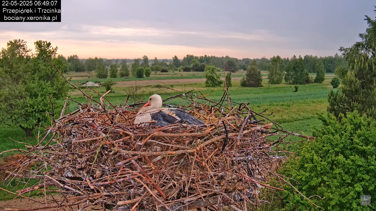 22052025bociany5