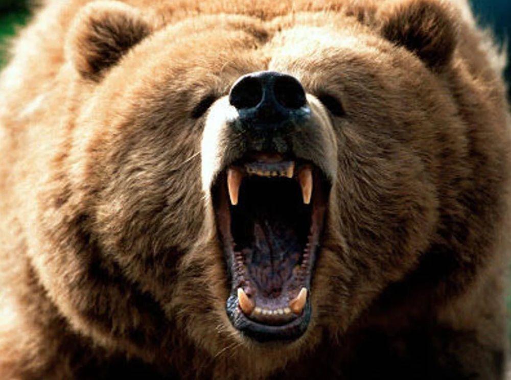 Wyoming Yellowstone: Orso Grizzly aggredisce studenti, 2 feriti gravi