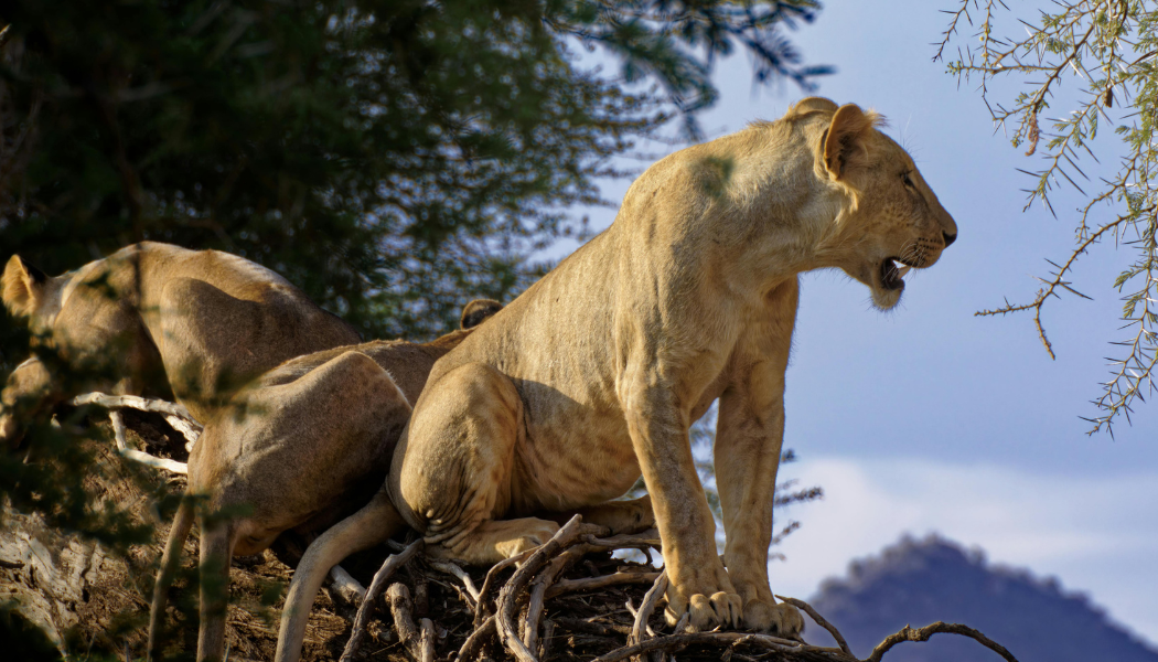 Samburu safari landscape in Kenya