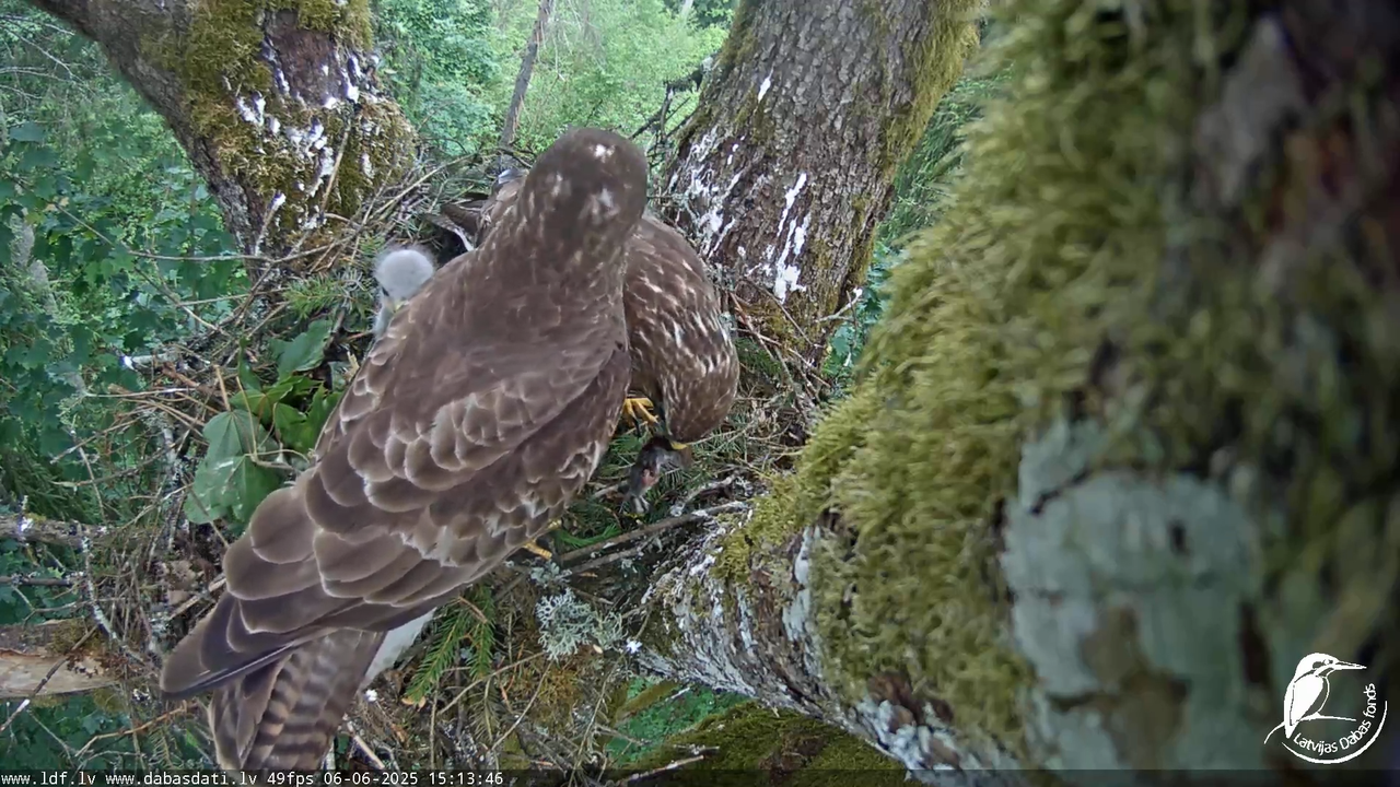 Melnās klijas (Milvus migrans) Kurzemē_ peļu klijāni (Buteo buteo) 10-42-32 screenshot