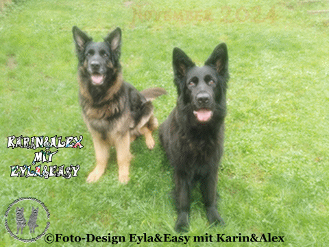 An den Beitrag angehängtes Bild: https://i.postimg.cc/h4ZtHLyQ/November-2024.gif