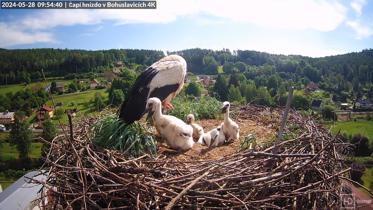 Živě z čapího komína firmy KARA v Bohuslavicích u Trutnova 11-22-30 screenshot
