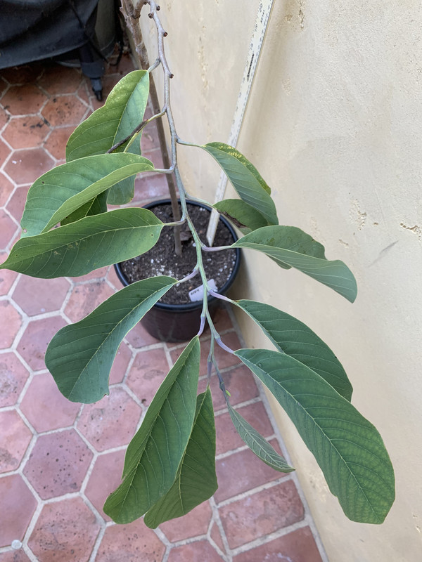 31E5C3F7-B8DF-4FF7-BAF0-82C6624BE9FA