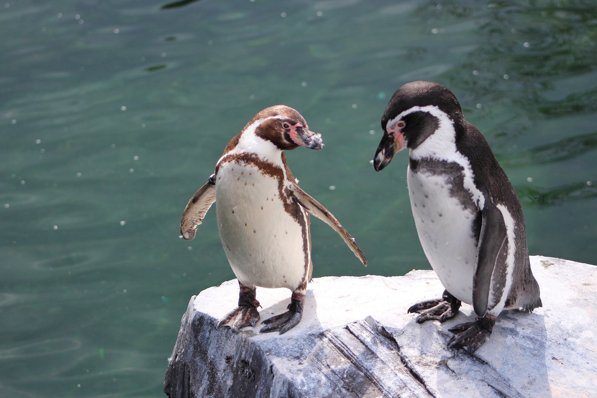 penguins-063