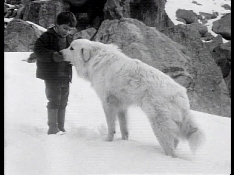 belle et sebastien 1965