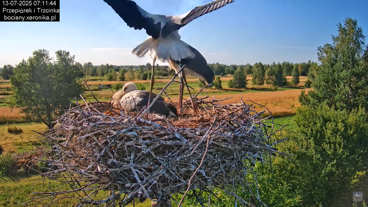 13072025bociany9