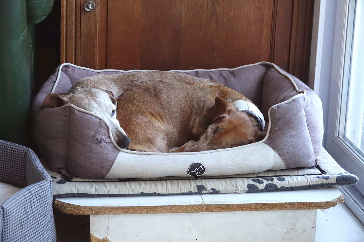 [Image: DSC00446.jpg]