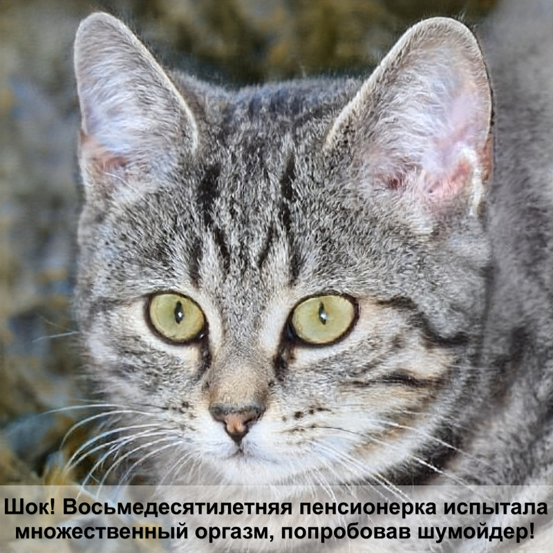 мяуканье кошки