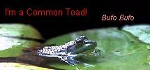 frog