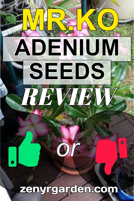 mr-ko-adenium-seeds-review.jpg