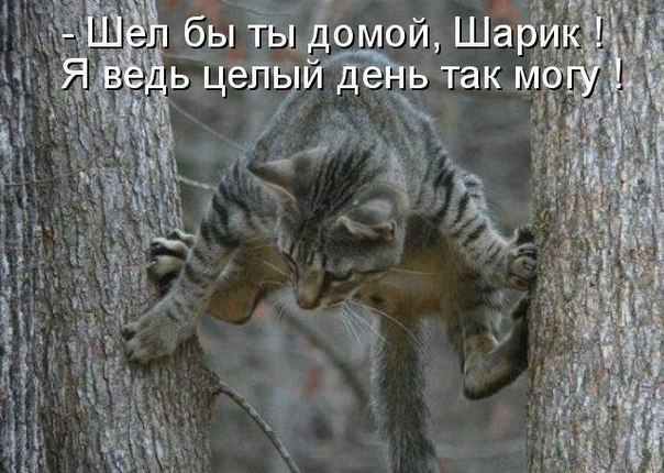 шёл бы ты домой шарик