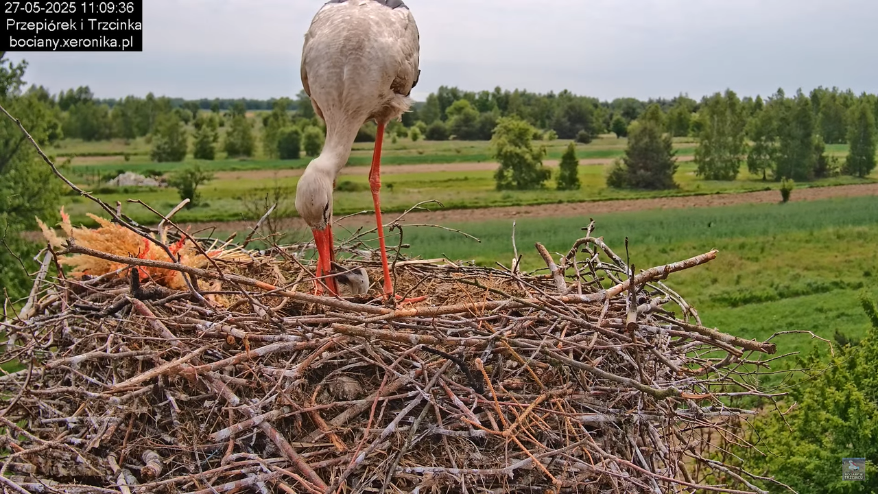 27052025bociany36