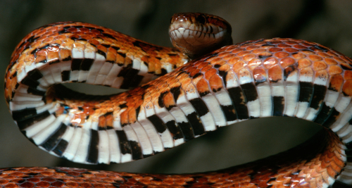 corn-snake-underside.jpg
