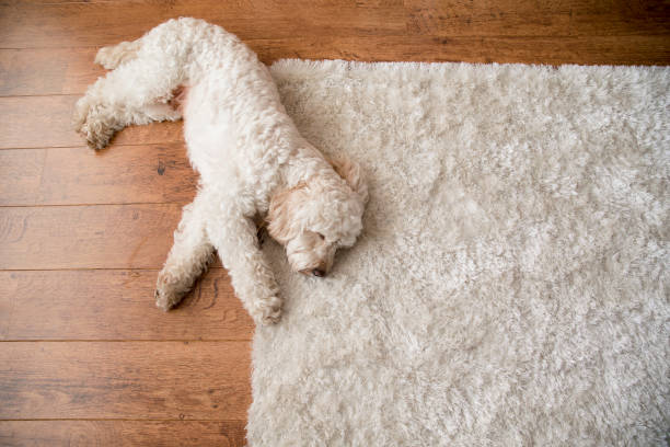Rugs5.jpg