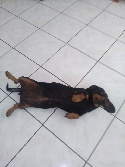 [Image: Papouille.jpg]