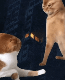 cat-attack-attitude.gif