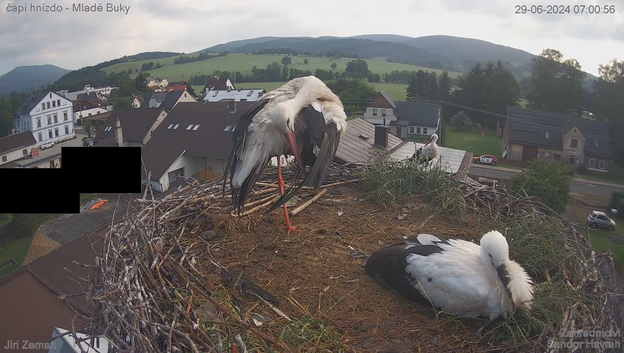 Tiešraides kamera — Mladé Buky — stārķa ligzda 11-34-43 screenshot