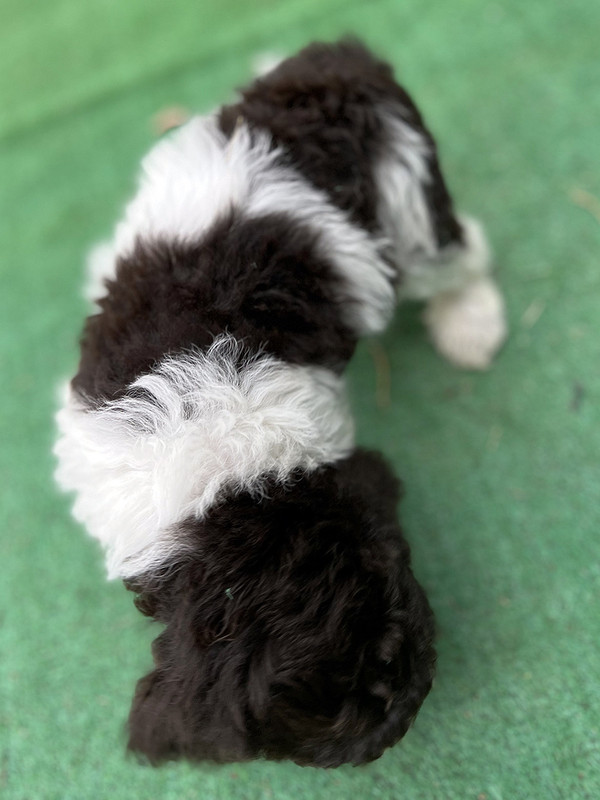 Lagotto Romagnolo female puppy for sale – Ideal Dale Era – 48 days old – photo 6