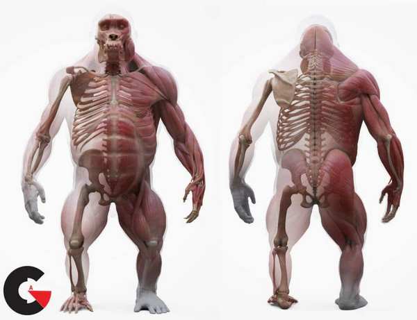 3-D-Scan-Store-Gorilla-corch.jpg?042148