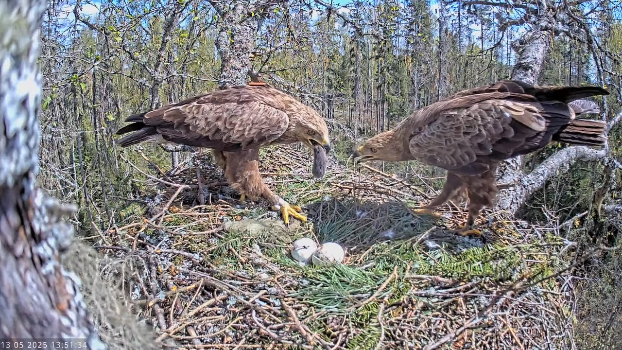 Väike-konnakotkas __ Clanga pomarina __ Lesser Spotted Eagle 16-20-34 screenshot