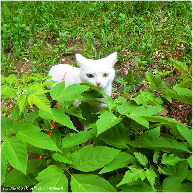 Изображение 026 копия