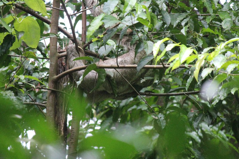 DE TORTUGAS Y PEREZOSOS. COSTA RICA 2019 - Blogs de Costa Rica - DIA 14: PARQUE DE MANUEL ANTONIO (44)