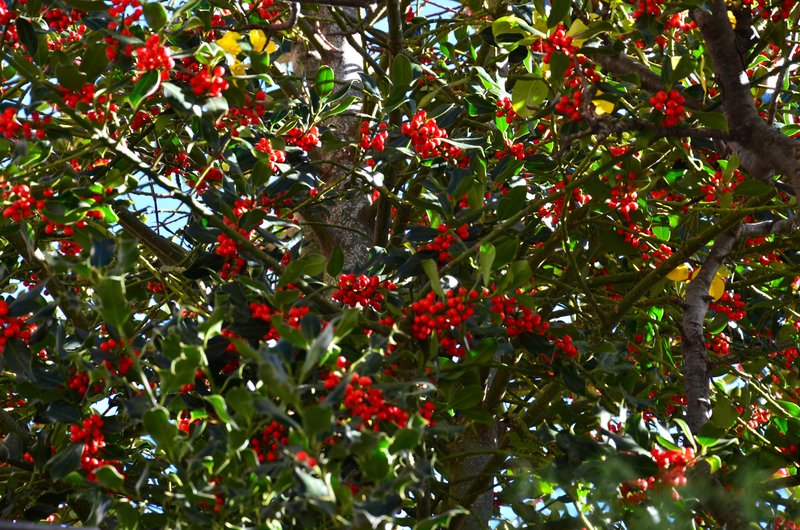 Ordino-31-10-2015 - Andorra y sus pueblos-2015 (4)