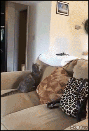 Amazing-cat-GIF-Ninja-cat-doing-a-purrfect-backflip-in-order-to-catch-his-toy-with-the-mouth-Woaa.gif