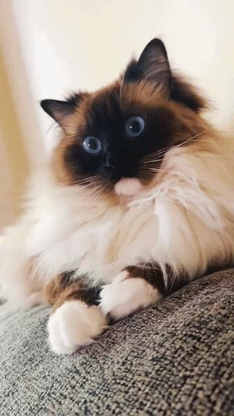 ezgif-8cf933be04a588d2.gif
