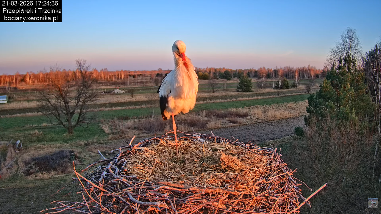 21032026bociany 27