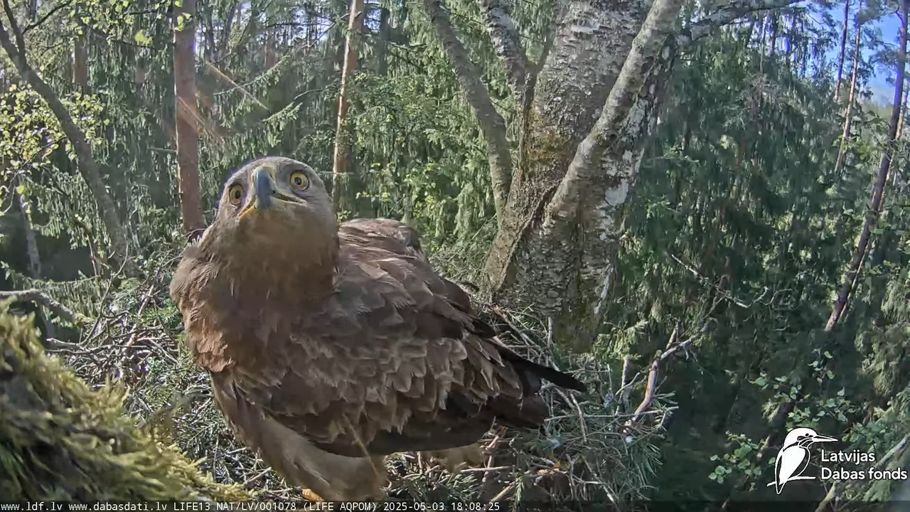 Mazais ērglis (Clanga pomarina), ligzda bērzā 13-39-15 screenshot