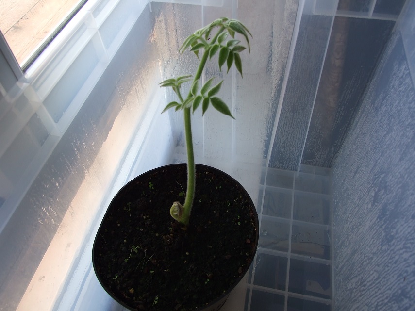 DSCF9616small