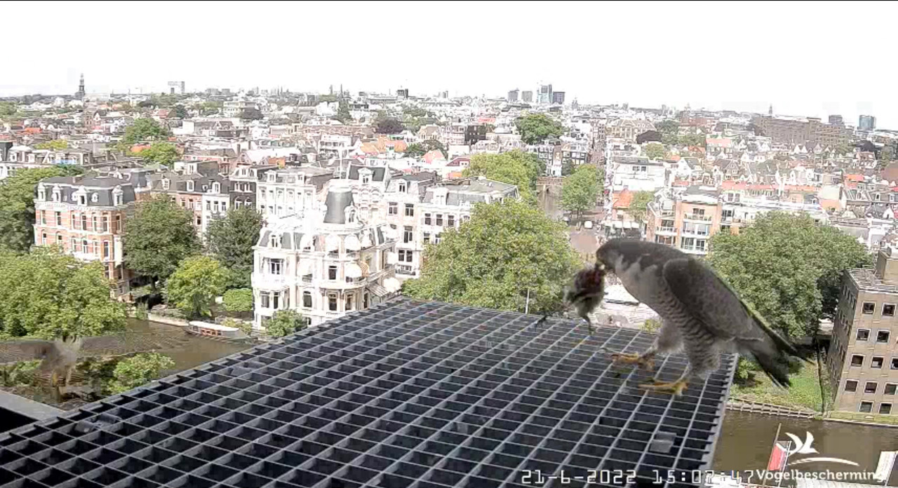 Amsterdam/Rijksmuseum screenshots © Beleef de Lente/Vogelbescherming Nederland - Pagina 30 Video-2022-06-21-150953-Moment-3