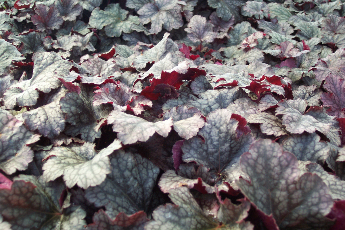 Lush perennial plants
