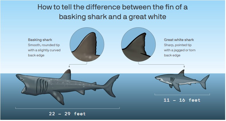 baby-shark.jpg