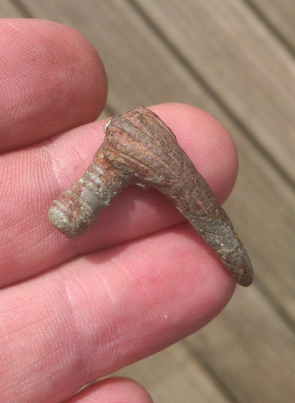 Roman brooch 25072013