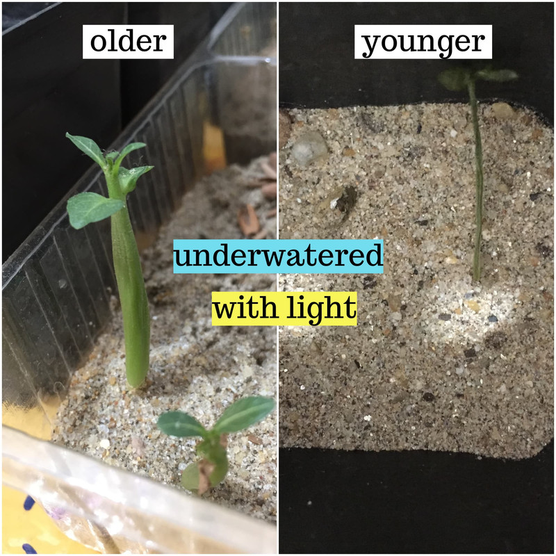underwater-both-with-light-adenium-seedlings.jpg