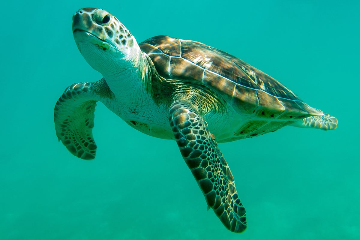 Sea Turtle