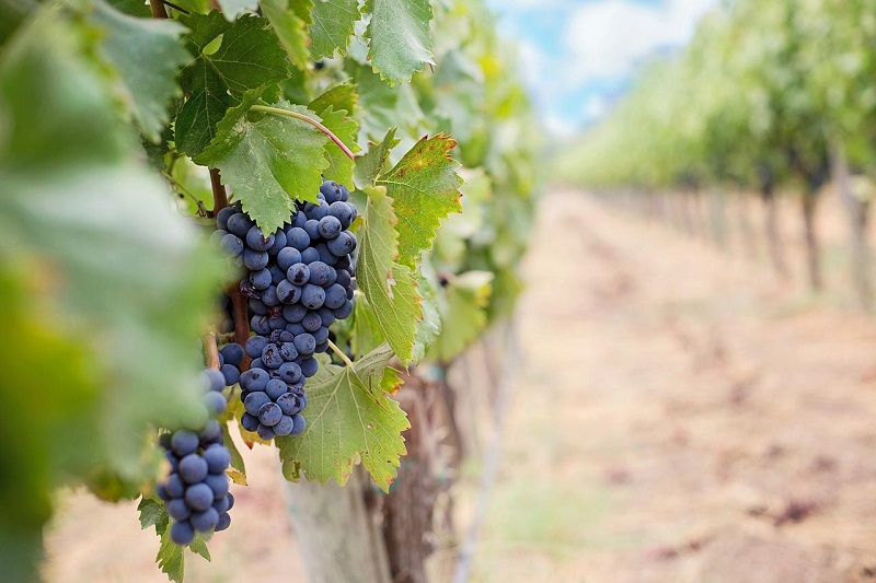 bunnamagoo estate wines