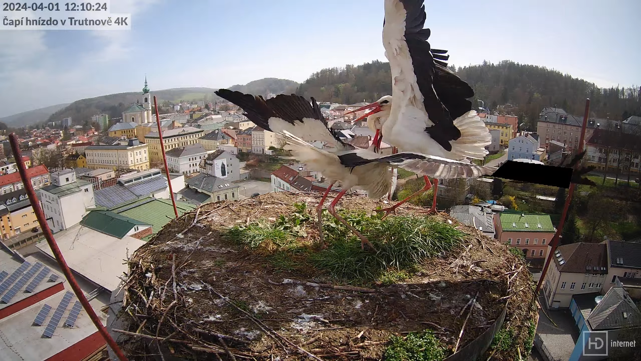 Tiešraidē no stārķa ligzdas uz alus darītavas skursteņa Trutnovā 12-15-5 screenshot