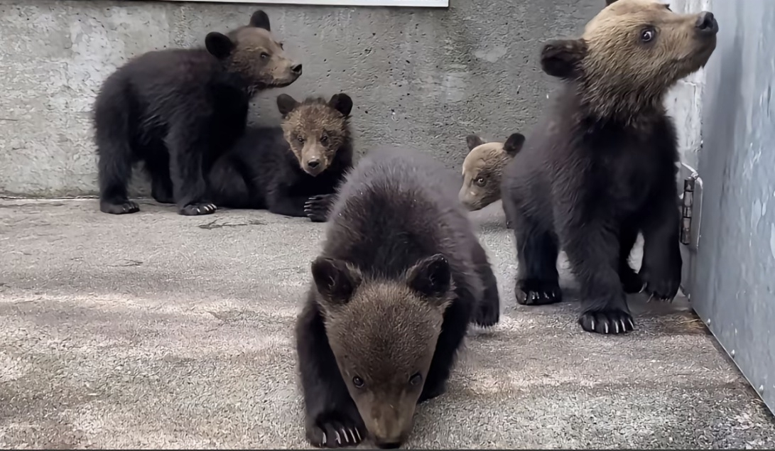Re: [問卦] 脆：帶小孩跟黑熊一起拍照