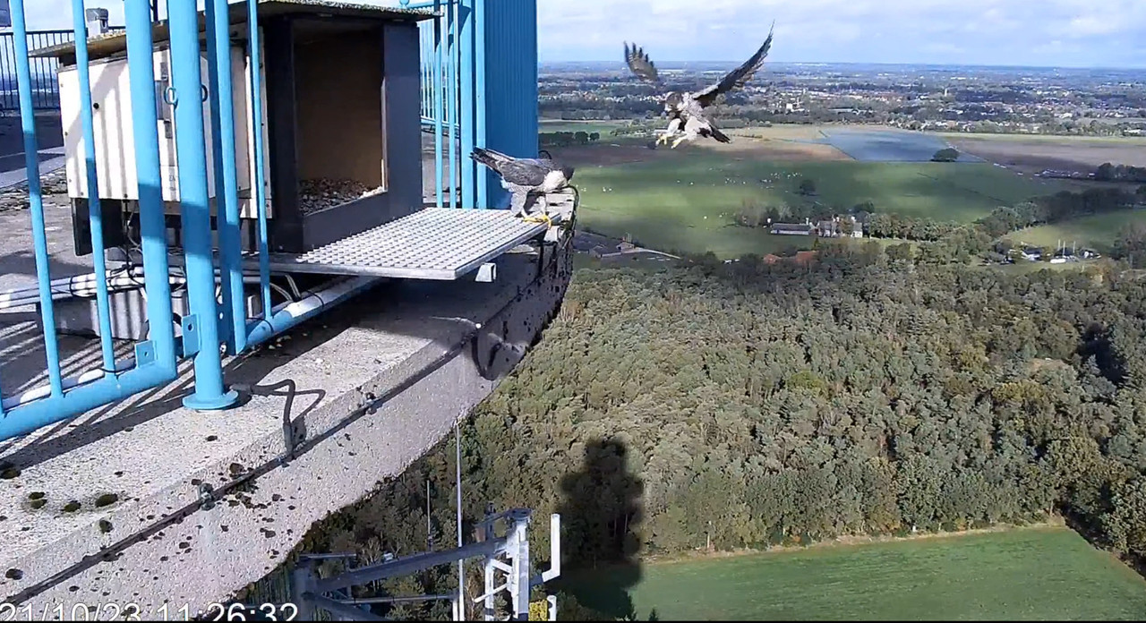screenshots va 29 maart 2023 © VWGGemert/Vogelbescherming Nederland - Pagina 40 2023-10-21-115441