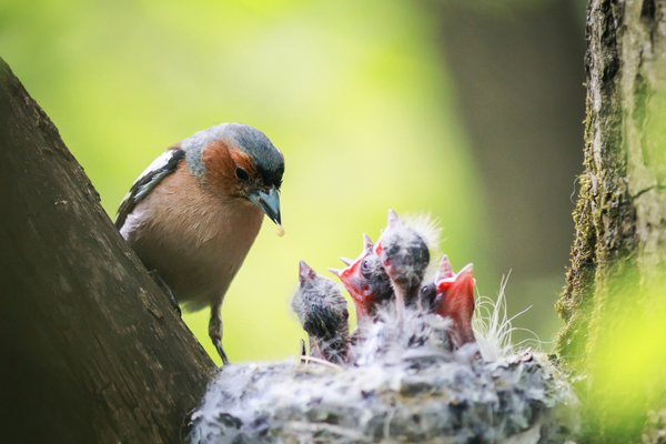 first spring birds to arrive