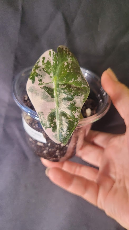8weeks